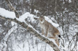 Euraziatische lynx (Lynx lynx) 