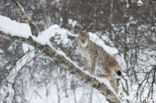 Eurasian Lynx (Lynx lynx)