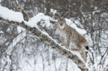 Euraziatische lynx (Lynx lynx) 