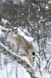 Euraziatische lynx (Lynx lynx) 