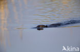 Europese bever (Castor fiber) 