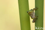 European Tree Frog (Hyla arborea)