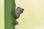 European Tree Frog (Hyla arborea)