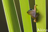 Europese boomkikker (Hyla arborea) 