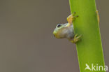 Europese boomkikker (Hyla arborea) 