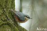 Europese Boomklever (Sitta europaea)