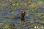 Europese moerasschildpad (Emys orbicularis)