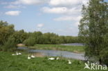 Goose (Anser spec.)