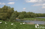 Goose (Anser spec.)