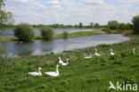 Goose (Anser spec.)