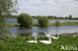 Goose (Anser spec.)