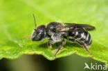 Geelgespoorde houtmetselbij (Osmia claviventris)