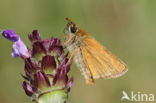 Small Skipper (Thymelicus sylvestris)