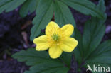 Yellow Anemone (Anemone ranunculoides)