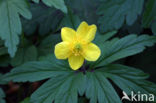 Yellow Anemone (Anemone ranunculoides)