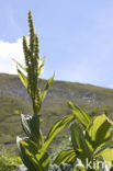 Yellow Gentian (Gentiana lutea)