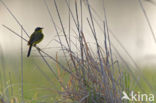 Gele Kwikstaart (Motacilla flava) 