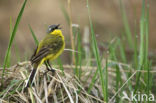 Gele Kwikstaart (Motacilla flava) 