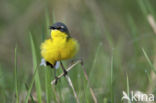 Gele Kwikstaart (Motacilla flava) 