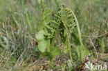 Gelobde maanvaren (Botrychium lunaria) 
