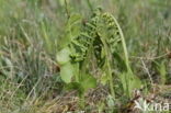 Moonwort (Botrychium lunaria)