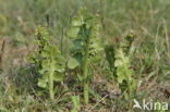 Gelobde maanvaren (Botrychium lunaria) 