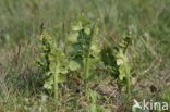 Moonwort (Botrychium lunaria)