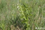 Moonwort (Botrychium lunaria)