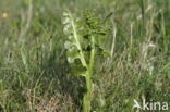Moonwort (Botrychium lunaria)