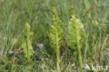 Moonwort (Botrychium lunaria)