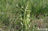 Moonwort (Botrychium lunaria)