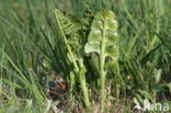 Moonwort (Botrychium lunaria)