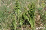 Moonwort (Botrychium lunaria)