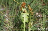 Moonwort (Botrychium lunaria)