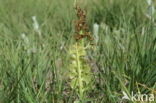 Moonwort (Botrychium lunaria)