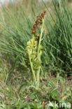 Moonwort (Botrychium lunaria)