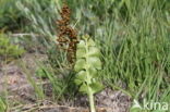 Moonwort (Botrychium lunaria)