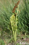 Moonwort (Botrychium lunaria)