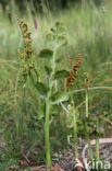 Moonwort (Botrychium lunaria)