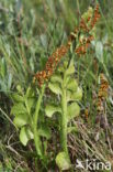 Moonwort (Botrychium lunaria)