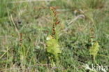 Moonwort (Botrychium lunaria)