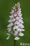 Gevlekte orchis (Dactylorhiza maculata) 