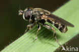 Gewone Bollenzwever (Eumerus strigatus)