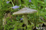 Gewone hertenzwam (Pluteus cervinus)