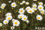 Gewone margriet (Leucanthemum vulgare)