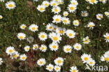 Ox-eye Daisy (Leucanthemum vulgare)