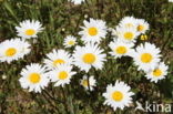 Ox-eye Daisy (Leucanthemum vulgare)