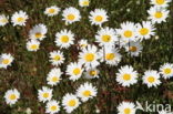 Ox-eye Daisy (Leucanthemum vulgare)