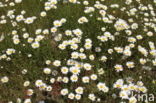 Ox-eye Daisy (Leucanthemum vulgare)