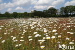 Gewone margriet (Leucanthemum vulgare)